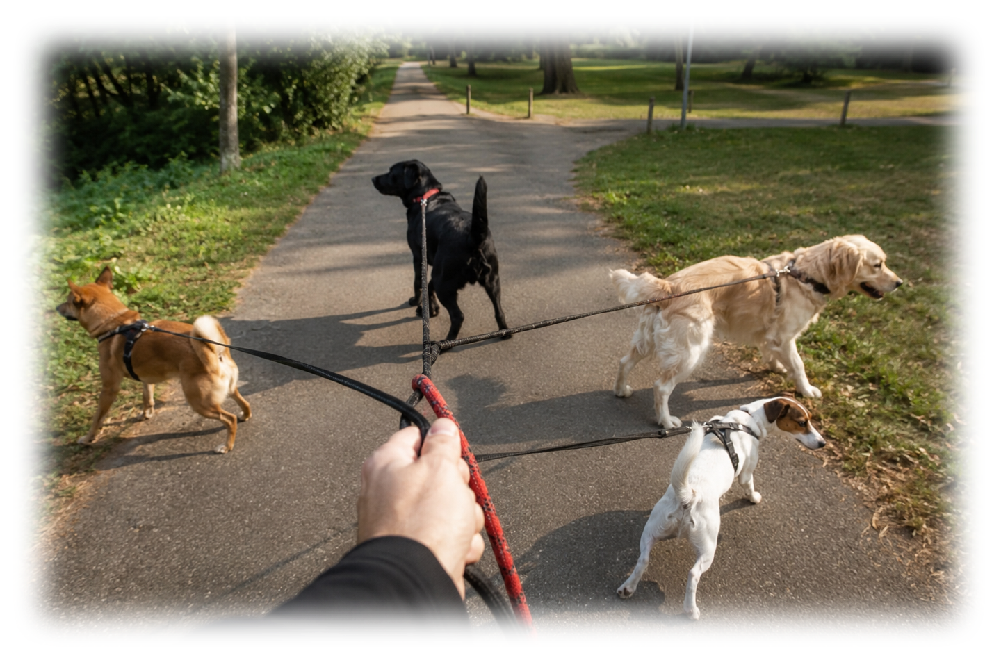 Mehrere Hunde an einer Leine